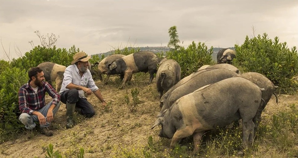 Angelo, col cappello di paglia, e Antonio fra le Cinte Senesi del podere