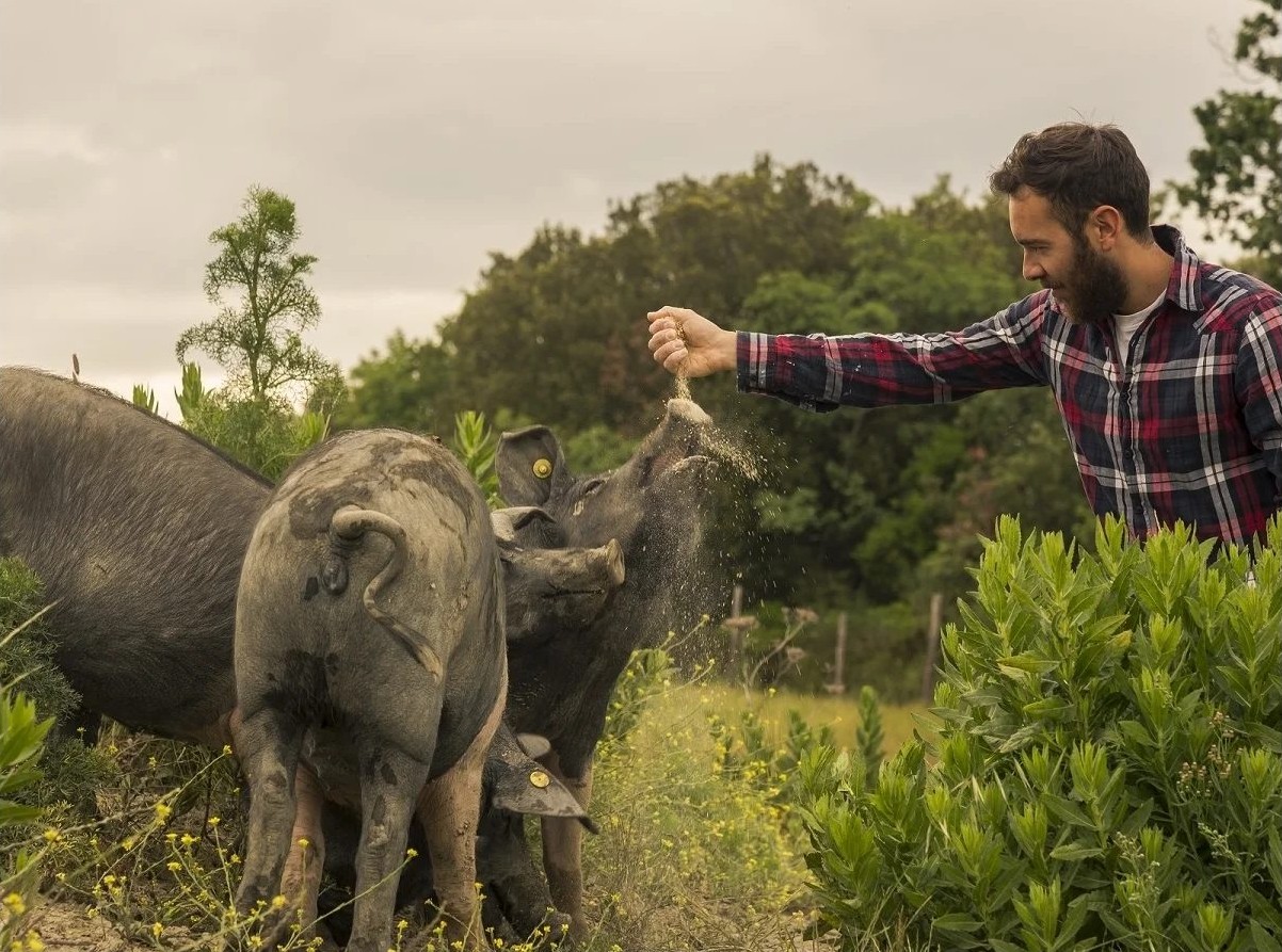 Antonio Senes dà da mangiare alle Cinte Senesi allo stato brado nel bosco del podere
