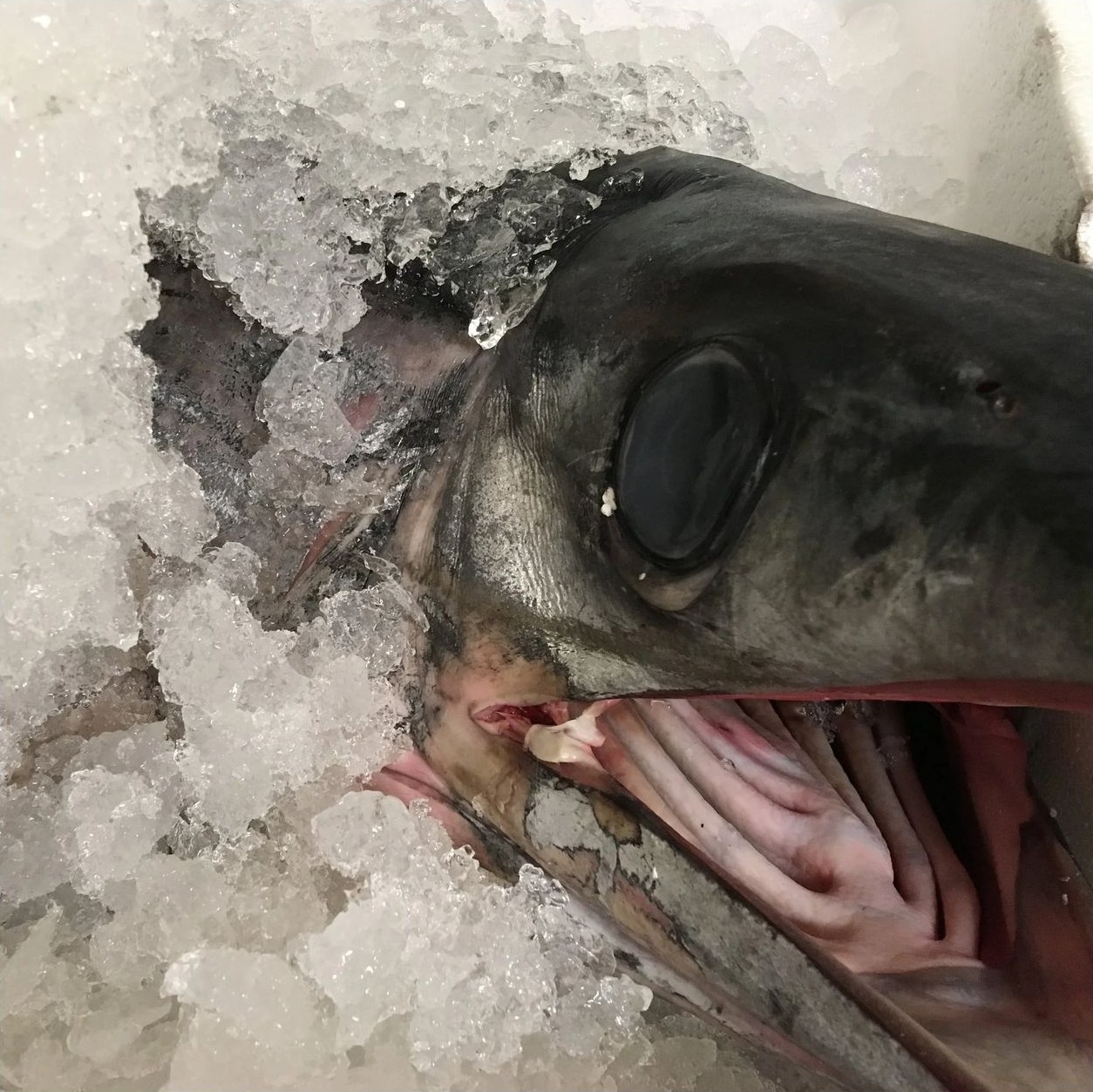 Pesce spada freschissimo nel ghiaccio, appena arrivato dal mercato
