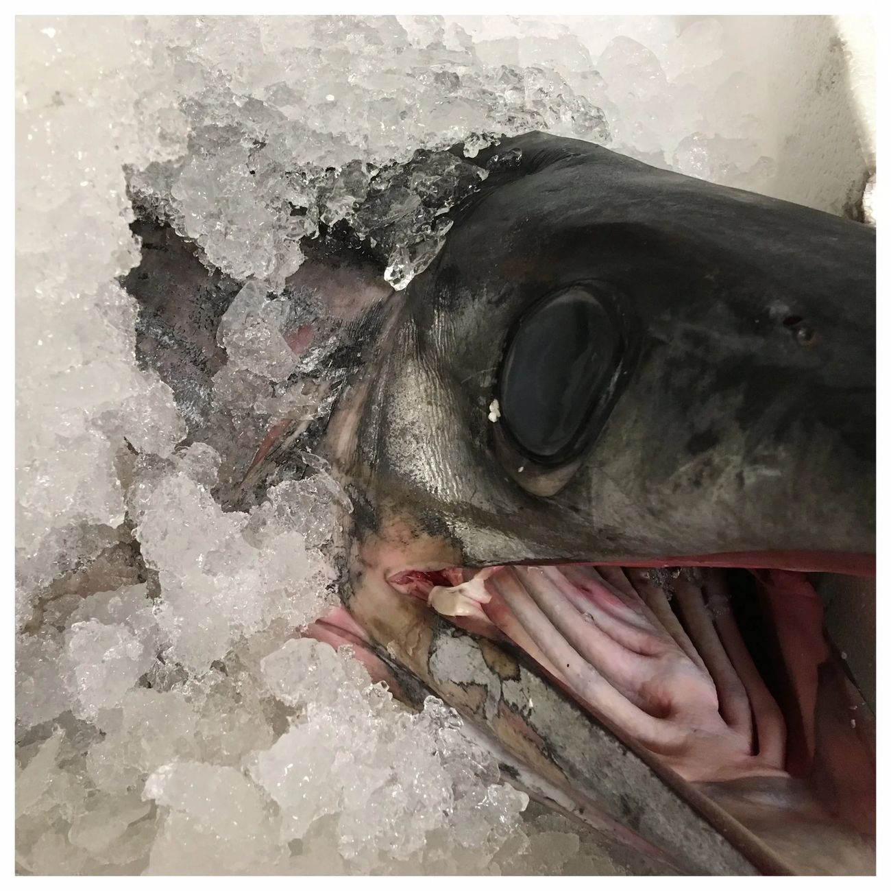 Pesce spada freschissimo nel ghiaccio, appena arrivato dal mercato